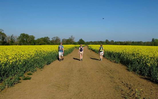 Walk through fields of bright rapeseed flowers