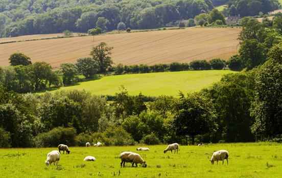 Stroll through rolling green pastures