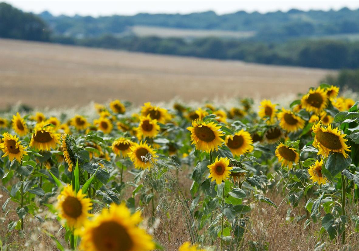 Sunflower fields