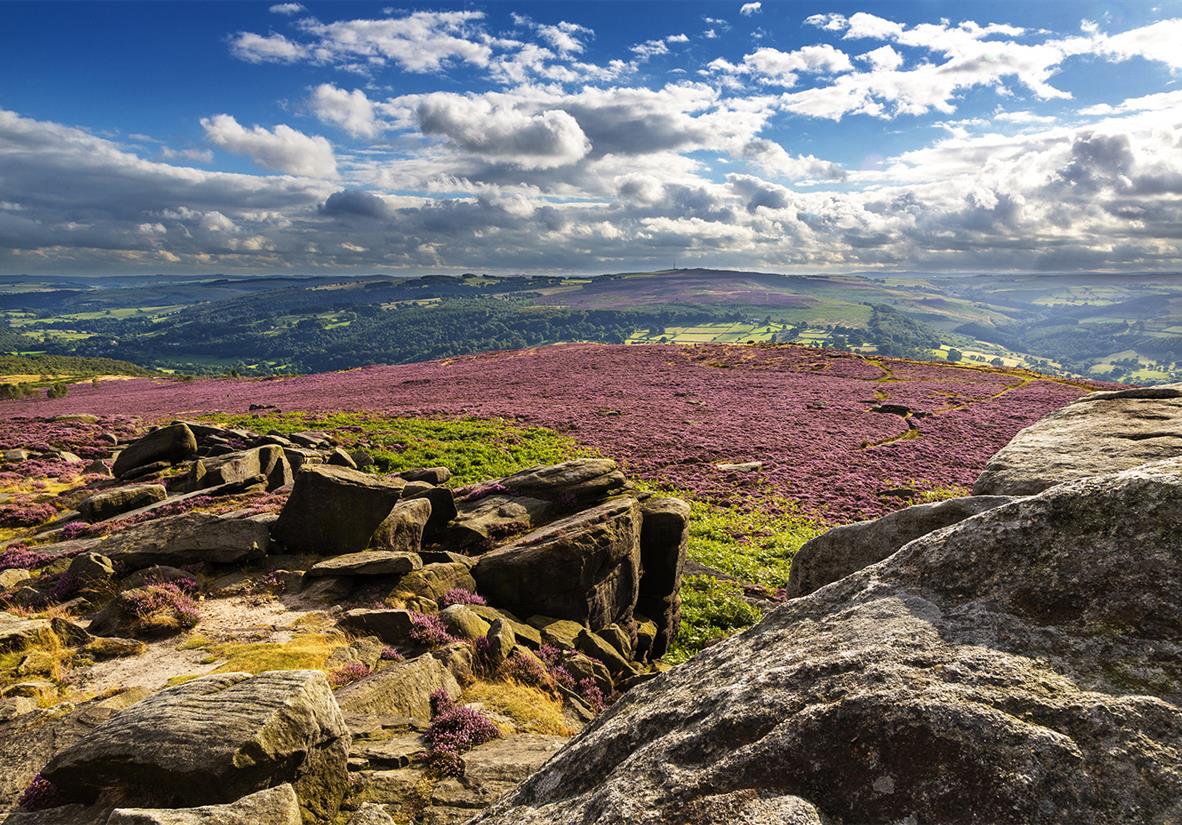 Blanket of heather adorns the English moors