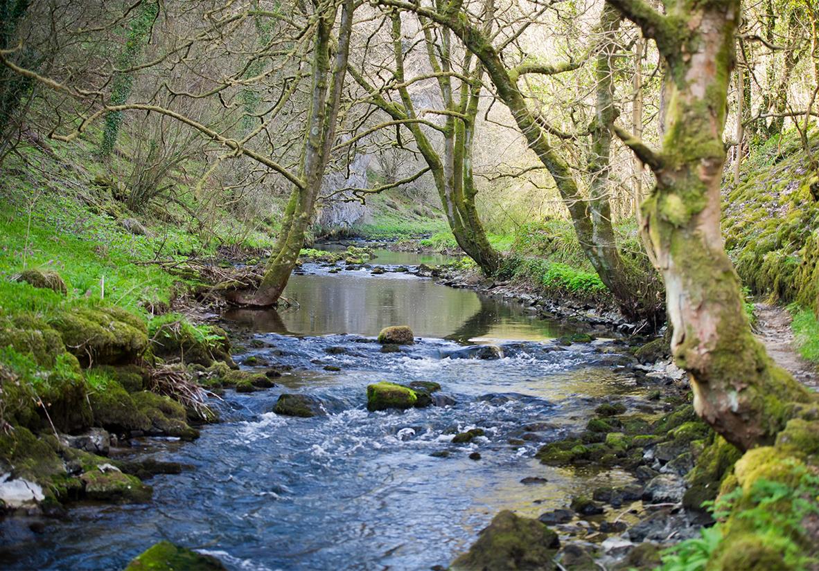 Stream trickling through forest paths