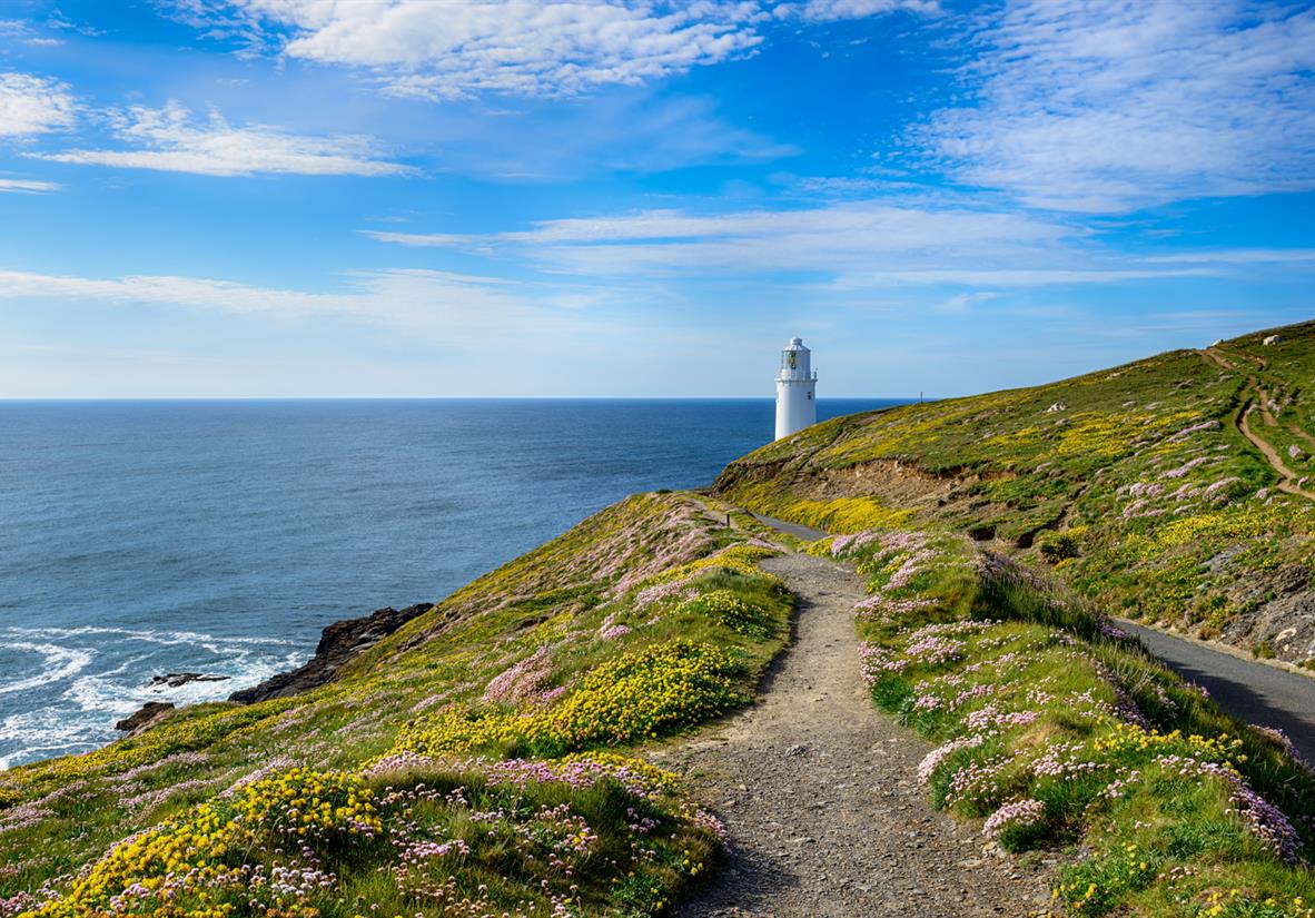 Summer wildflowers at Trevose Head