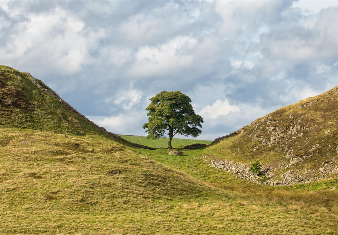 The famous sycamore tree on Hadrian's Wall
