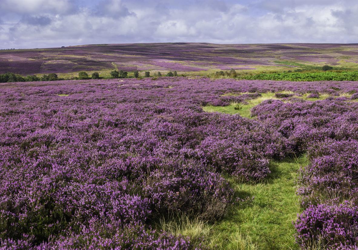 Heather-strewn moorland during the summer