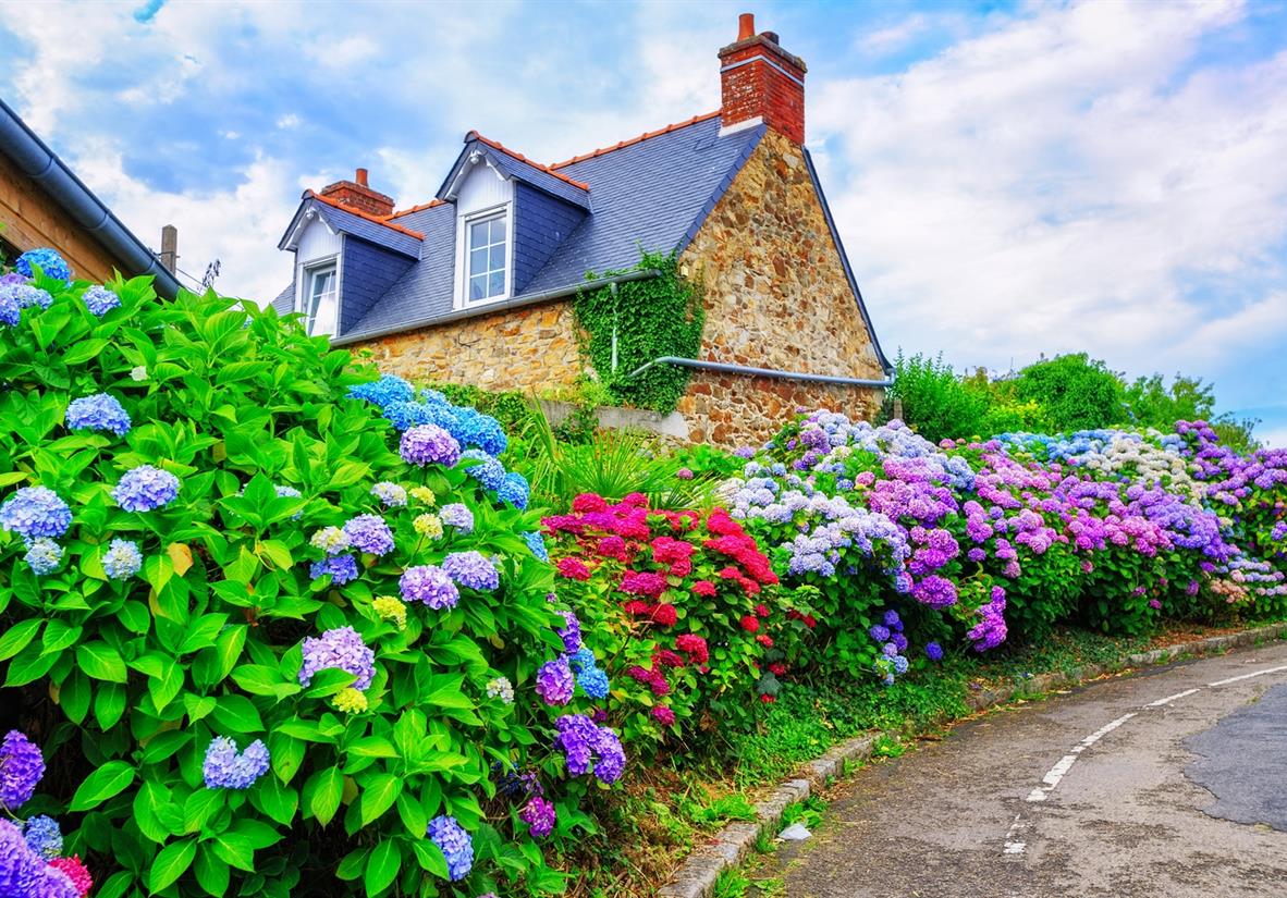 Colourful Hydrangeas line the streets in Brittany