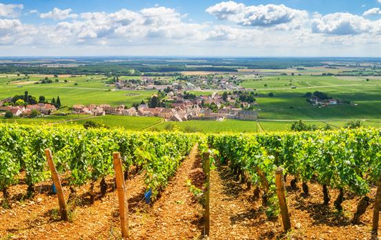 UmbracoBannerImageUmbraco-WeinbergeimBurgund