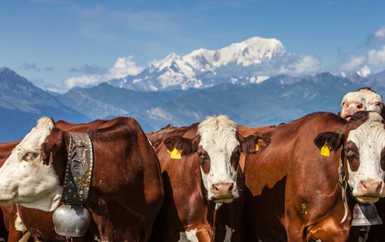 Walk through dairy farms and alpages on your way