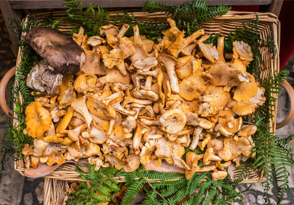 Golden Chanterelles