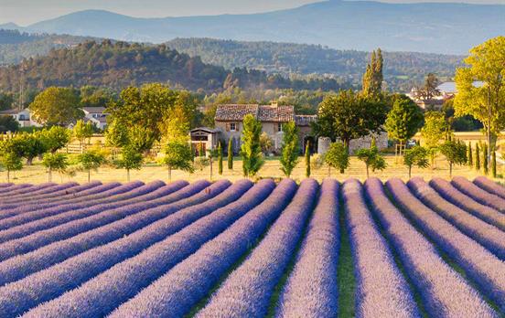 Lavender fields