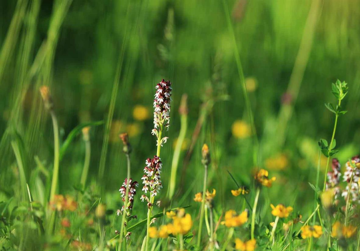 Wildflowers in bloom - Burnt Orchid