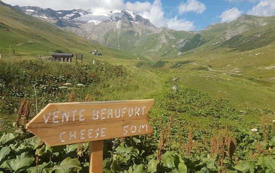 Sample the local cheese