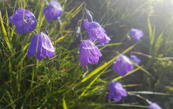 Alpine flowers in bloom