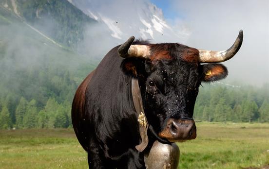 Alpine cow with bell