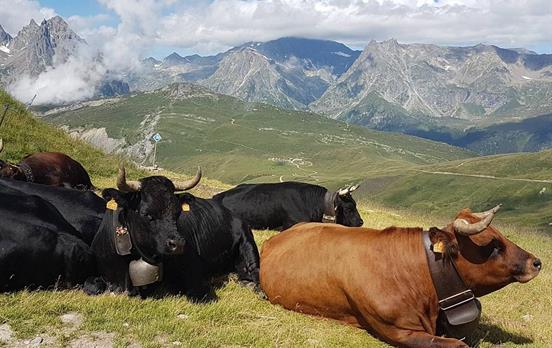 Alpine cows