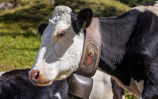 Alpine Cow with bell