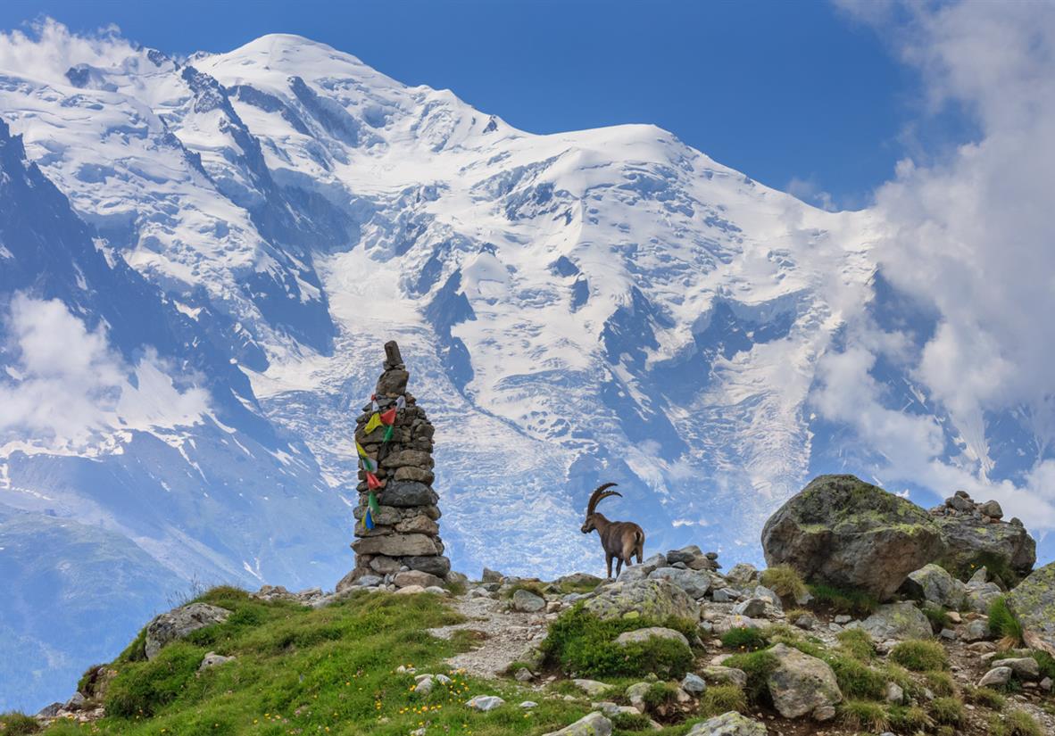 Ab und zu lässt sich ein Ibex blicken