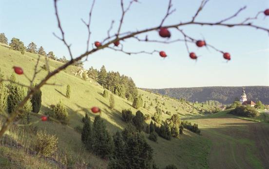 Die Gungolfinger Wacholderheide