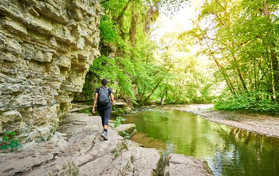 Wandering on serene forest trails