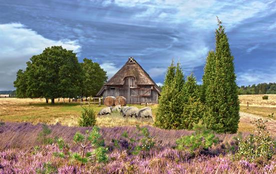 Hübsche Heidelandschaft