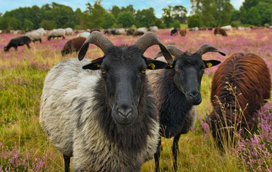 Heidschnucken begrüßen Wanderer