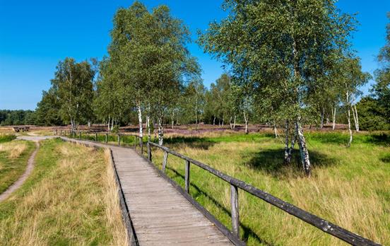 Heidschnuckenweg Pfad