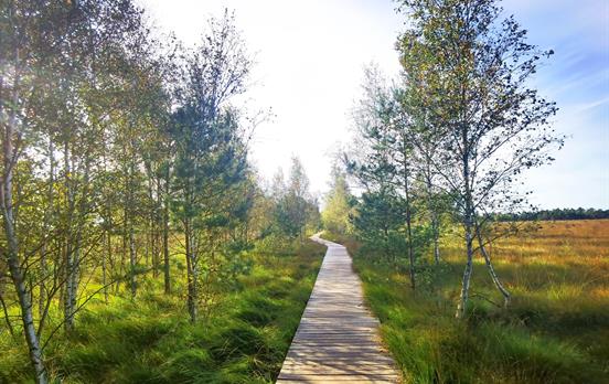 Bohlenstege im Pietzmoor