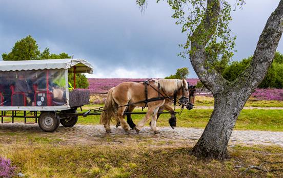 Pferdewagen in der Lüneburger Heide