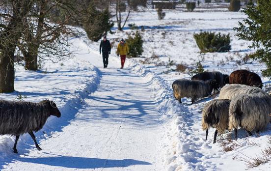 Umgeben von Heidschnucken