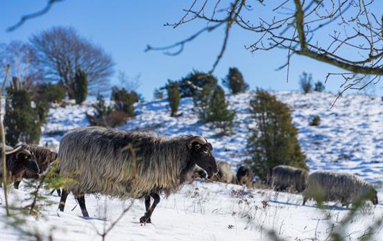 Heidschnucken im Winter