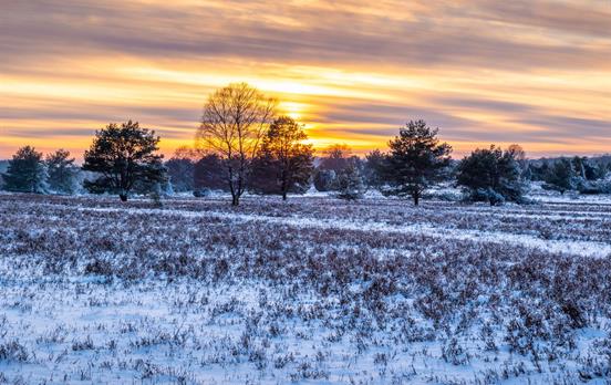 Schneebedeckte Heide