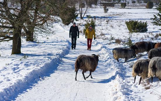 Umgeben von Heidschnucken