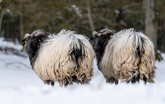 Heidschnucken im Winter