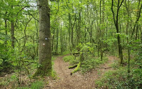 Urwald entlang der Seeve