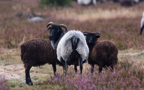 Heidschnucken