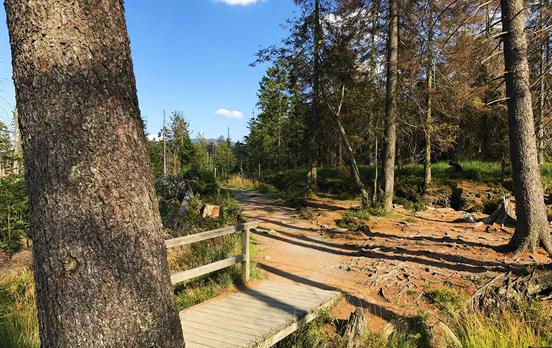 Das Moor bei Torfhaus