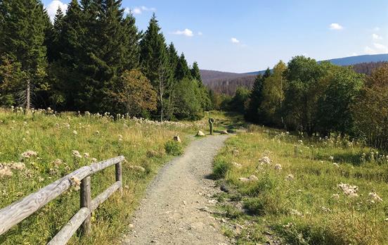 Blick von Torfhaus zum Brocken