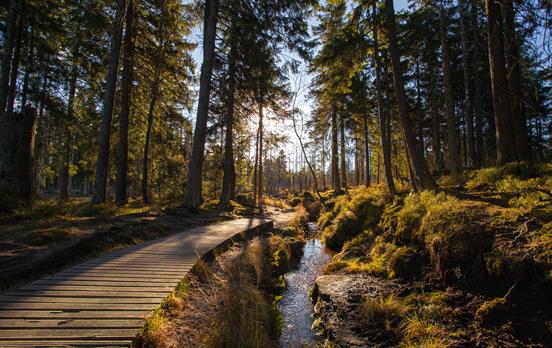 Waldwandeln am Hexenstieg