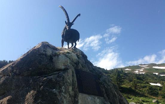 Der Steinbock ist in diesem Gebiet heimisch