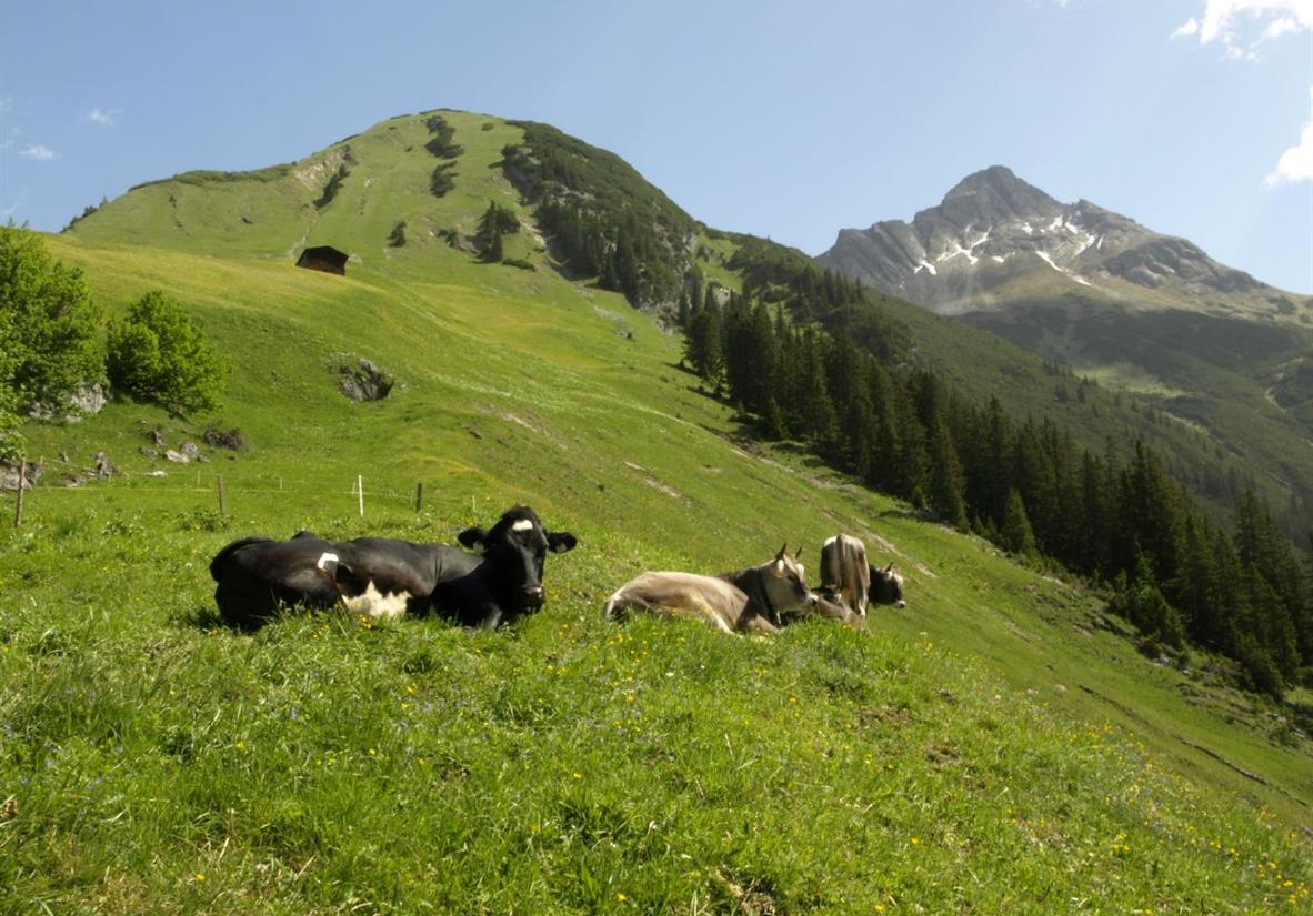 Naturidyll im Lechtal