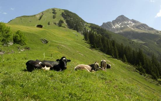Naturidyll im Lechtal