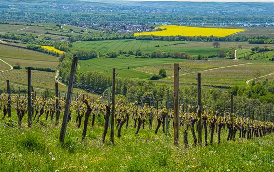 Weinberge Eberbach