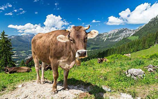 Bavarian Cow