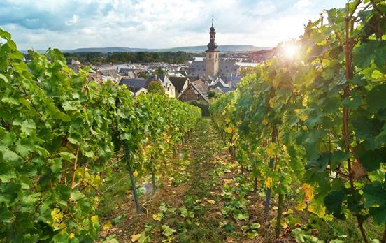 Rudesheim vineyards