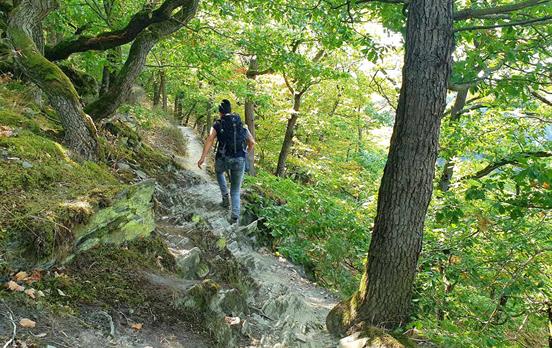 TypischerPfadaufdemRheinsteig