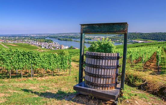 Weinberge soweit das Auge reicht