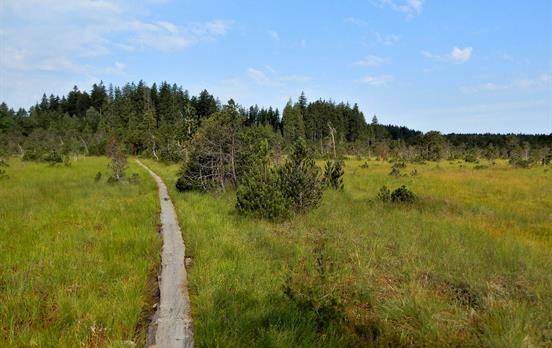 Moore um die Wies bei Steingaden