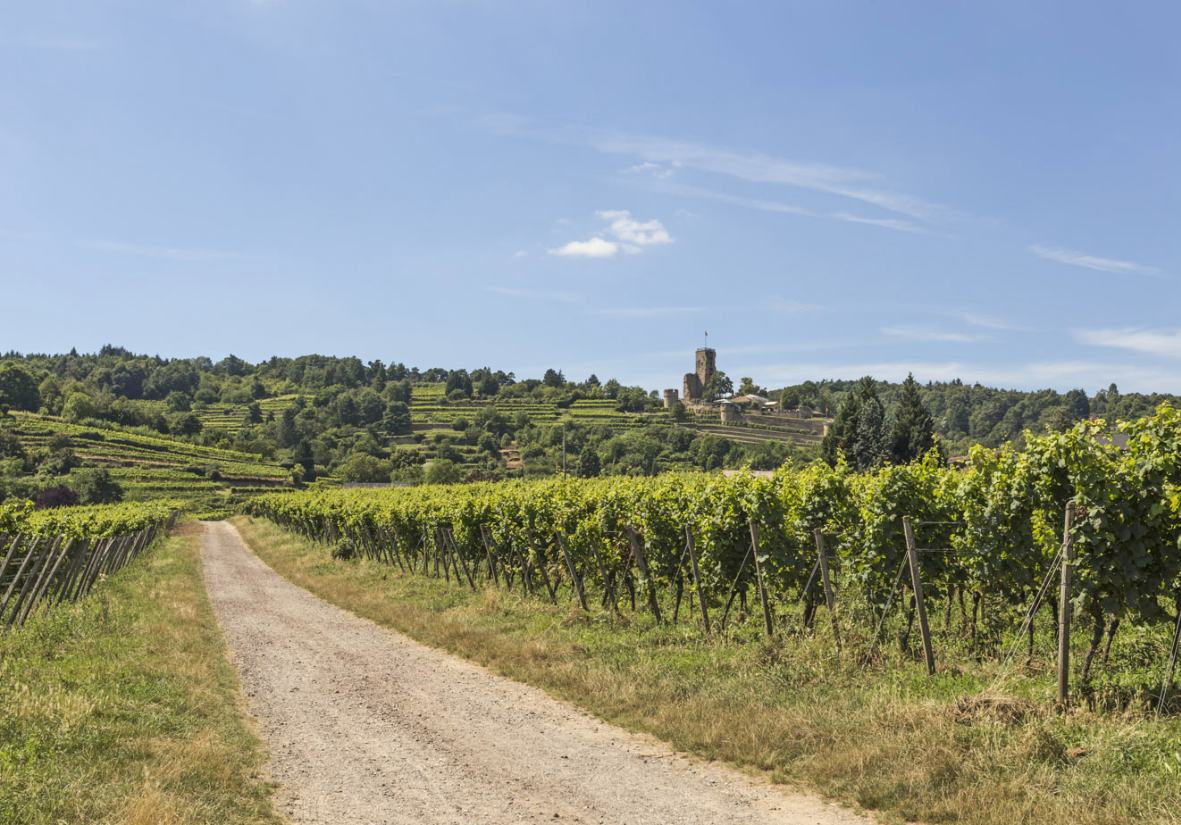 Premiumwanderweg bei Wachtenburg