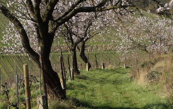 Die Mandelblüte © Südliche Weinstrasse e.V.