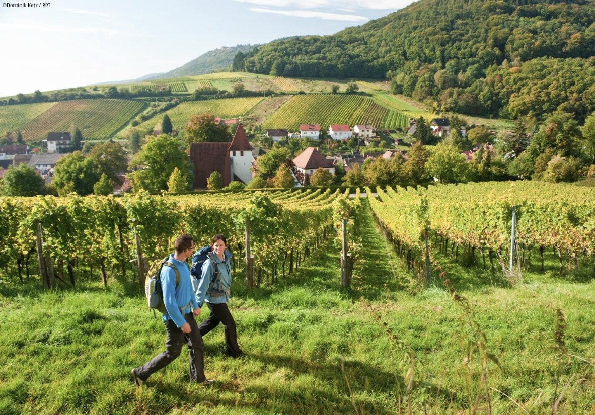 Wandern auf dem Pfälzer Weinsteig