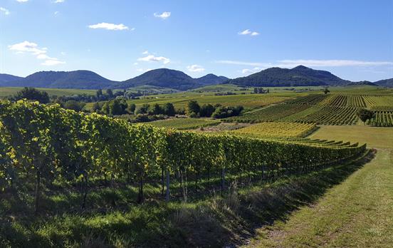 Pfälzer Weinsteig © Südliche Weinstrasse e.V.